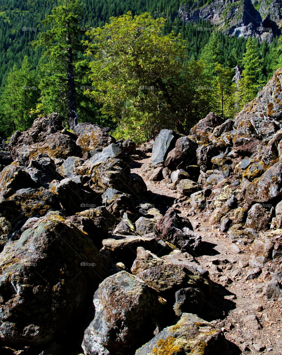 Trail in forest