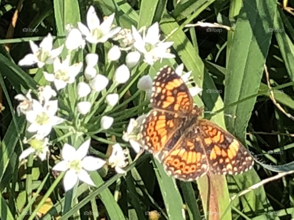 Butterfly on flowers