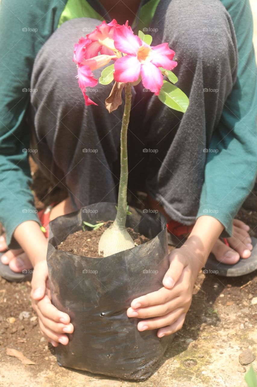 Adenium Flower