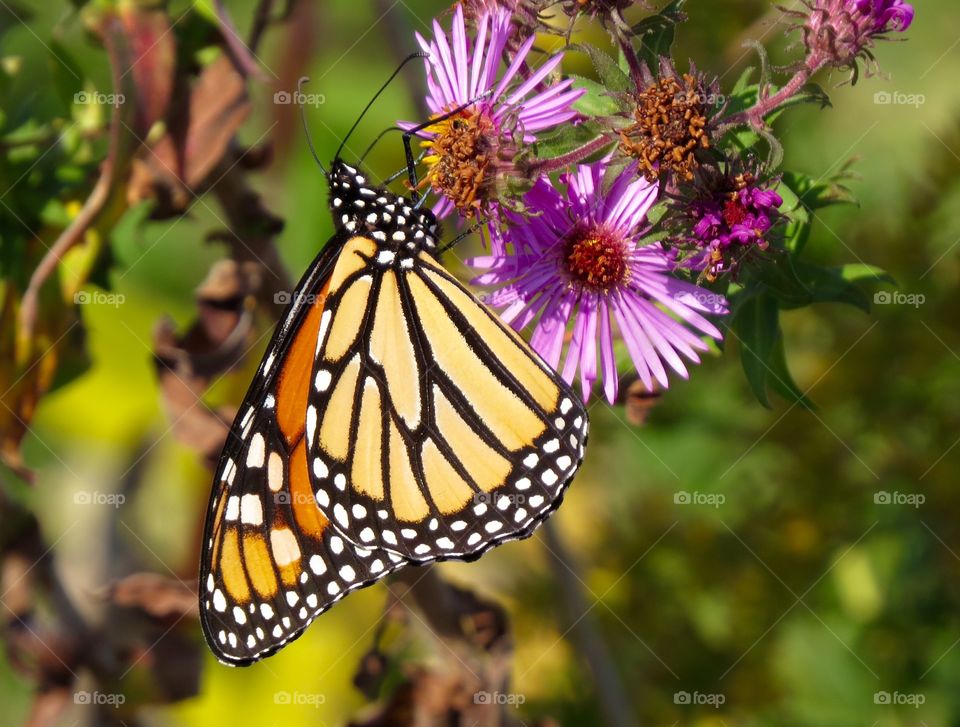 Monarch. Monarch butterfly