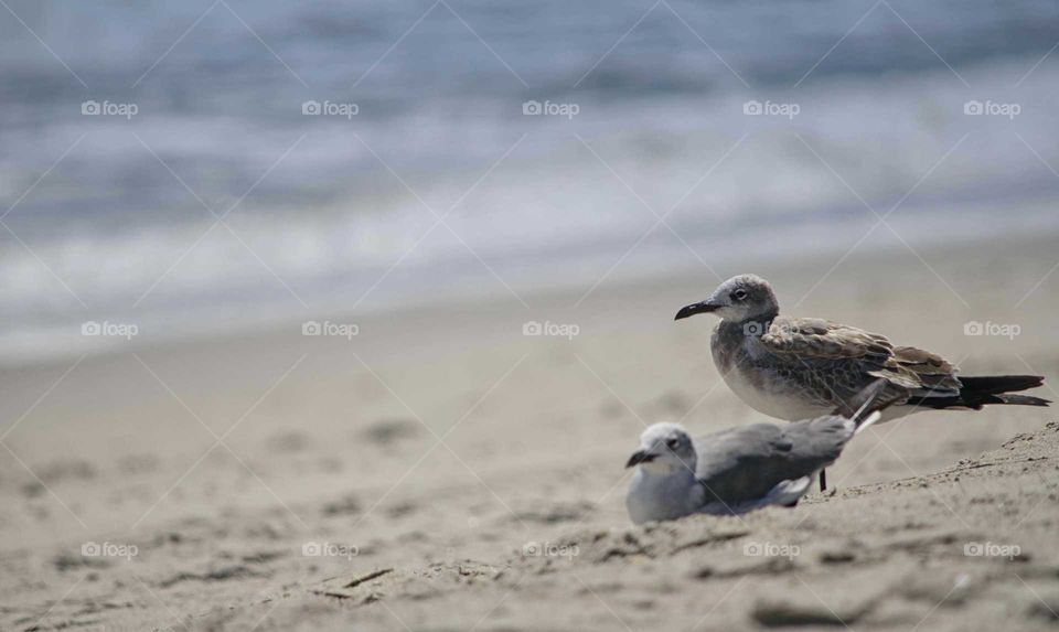 beach birds