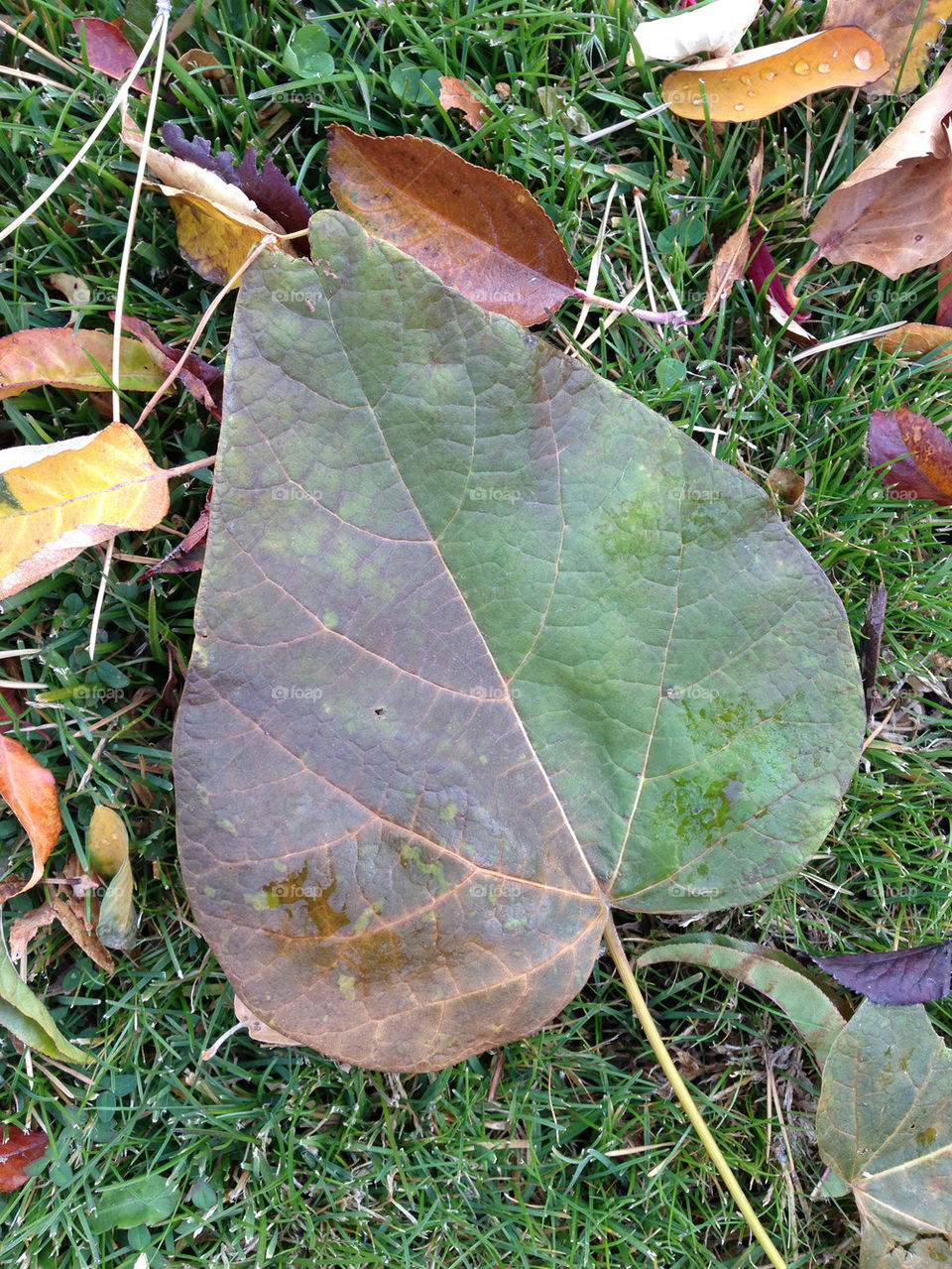 green red grass fall by melody