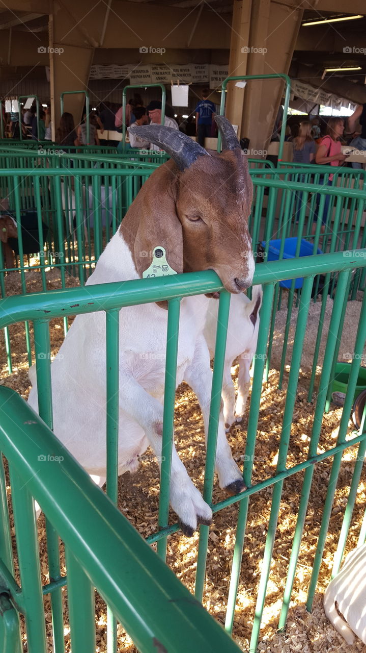 goat chewing on a fence