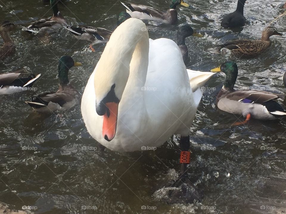 Swan And friends 