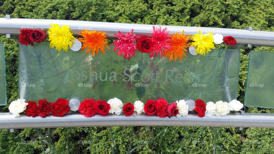 Flower, Nature, Flora, Summer, Color