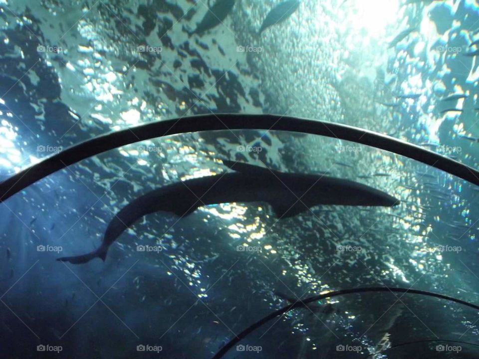 water shark park