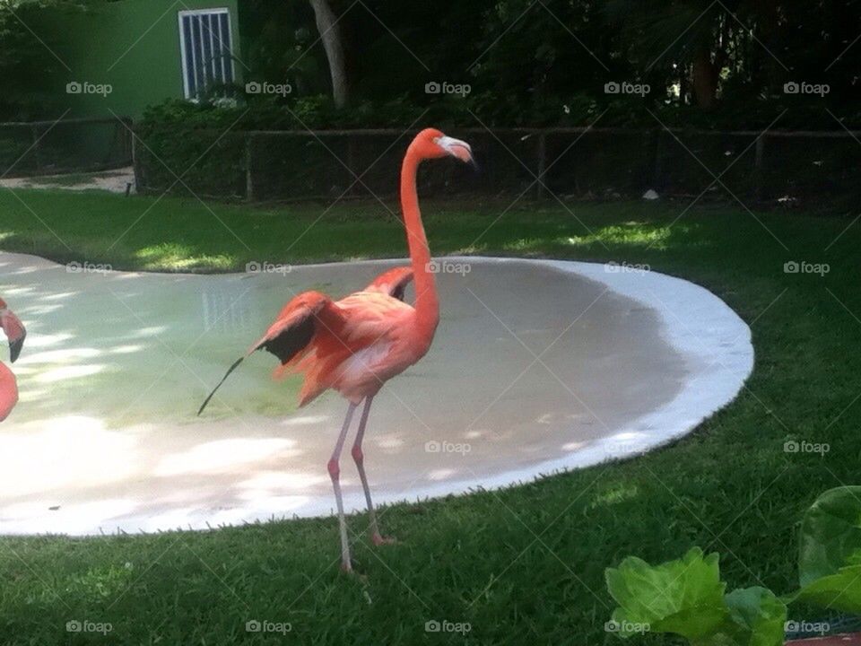 pink hotel bird pool by luisfo