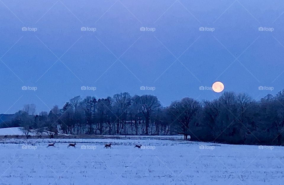 Winter deer prancing near super moon