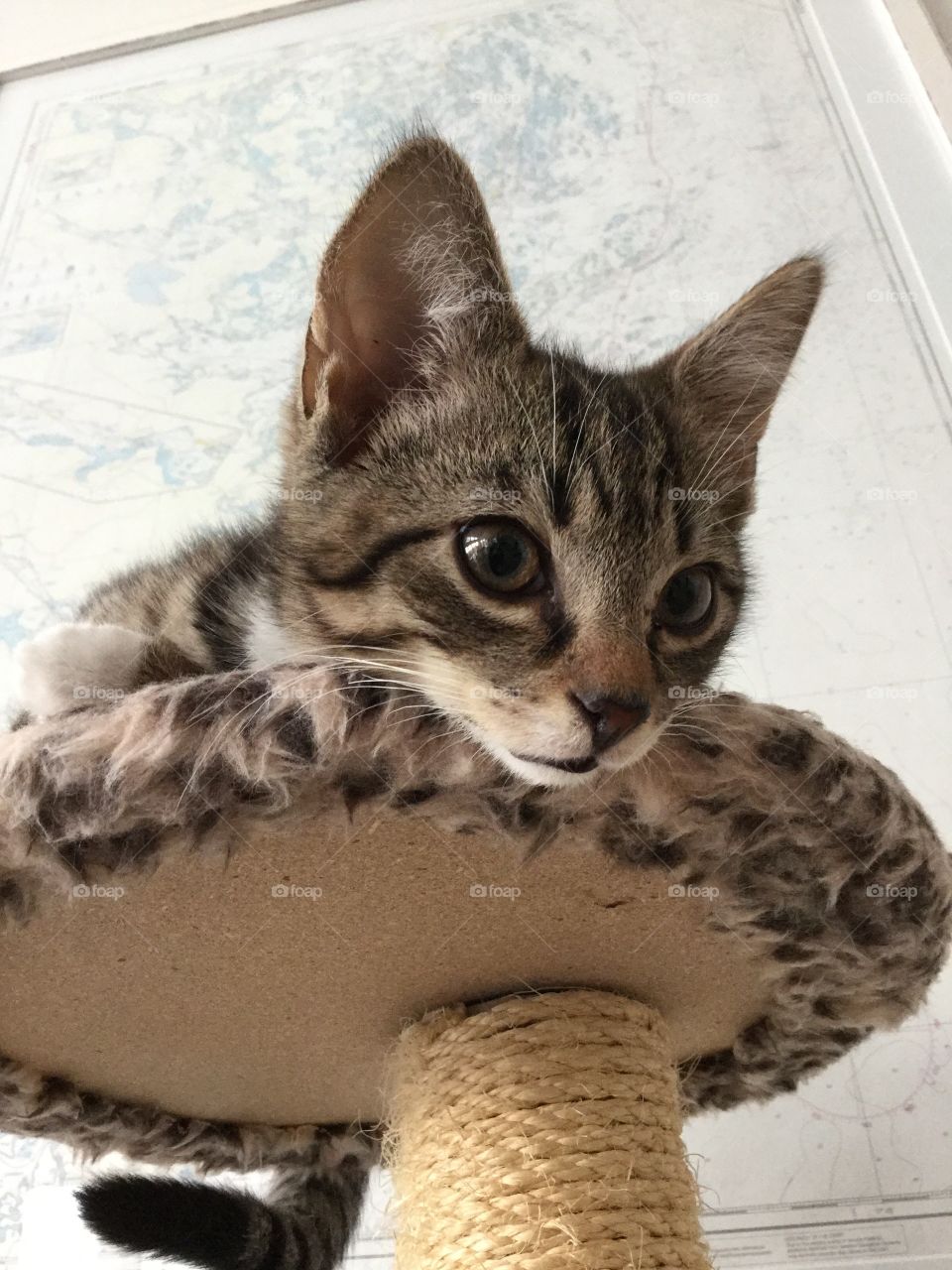 Cat looking from above