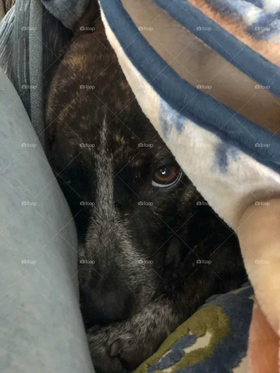 Dog hovered under a blanket on a cold winter morning