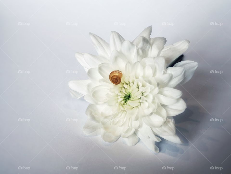 Flower chrysanthemum white background close-up still_life shell snail
