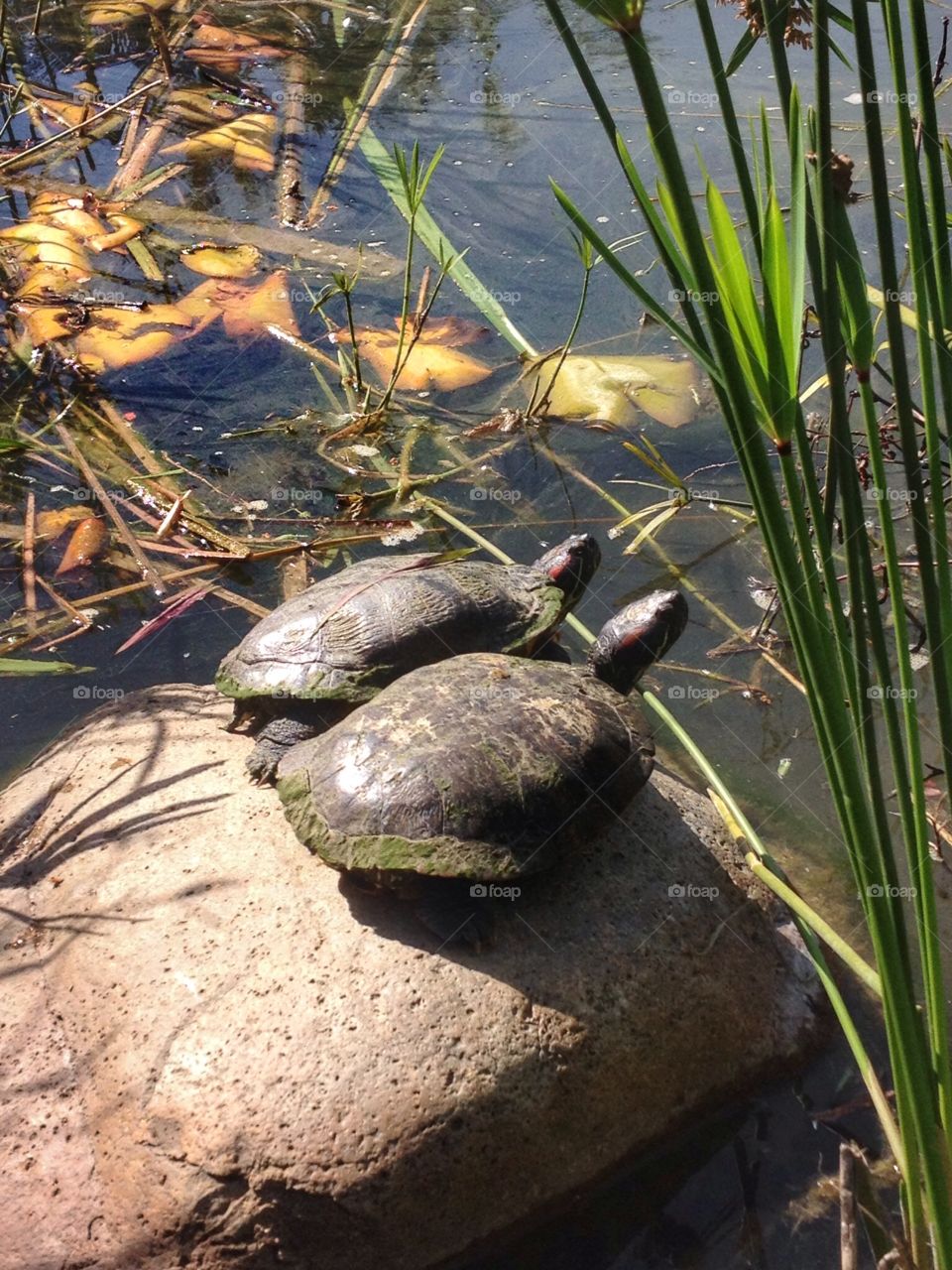 Turtles  