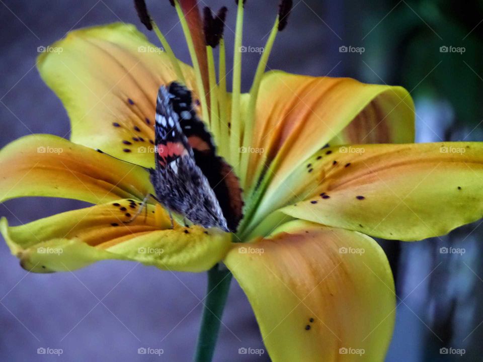 beautiful tropical looking yellow and orange flower with a butterfly