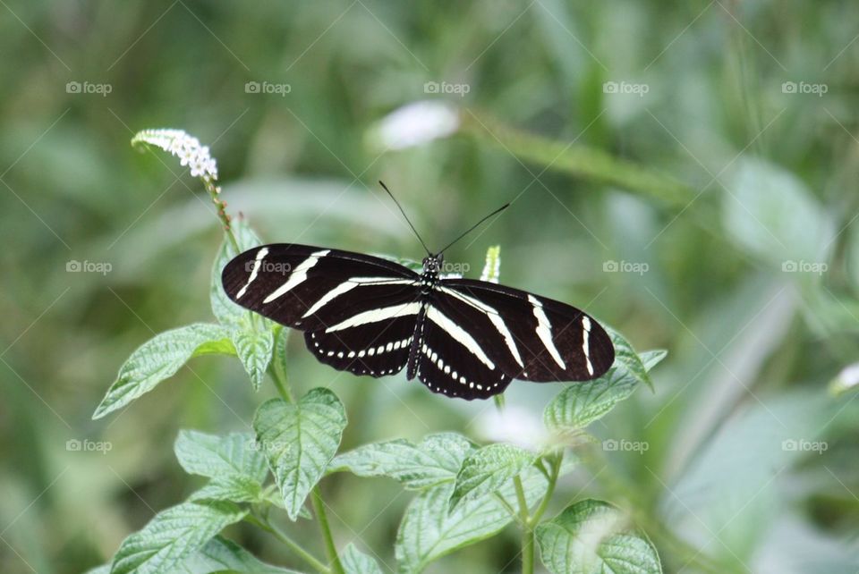 Zebra Longwing