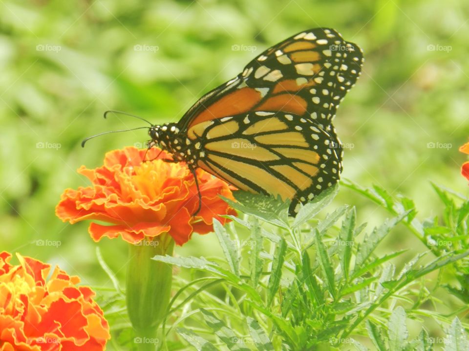 Nature, Butterfly, Summer, Insect, Flower