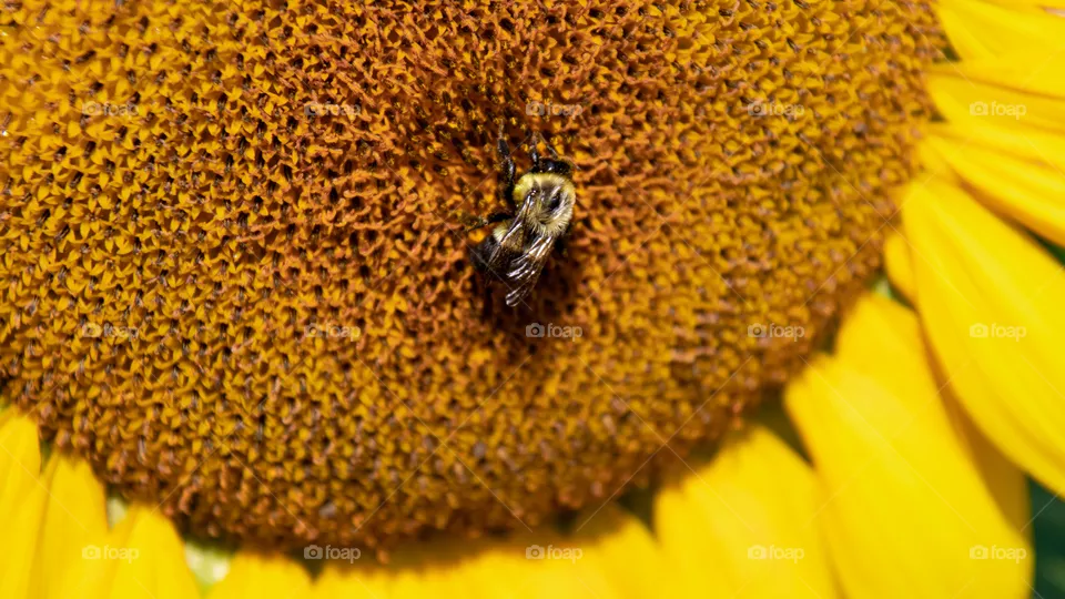 Close up of bee on a sunflower