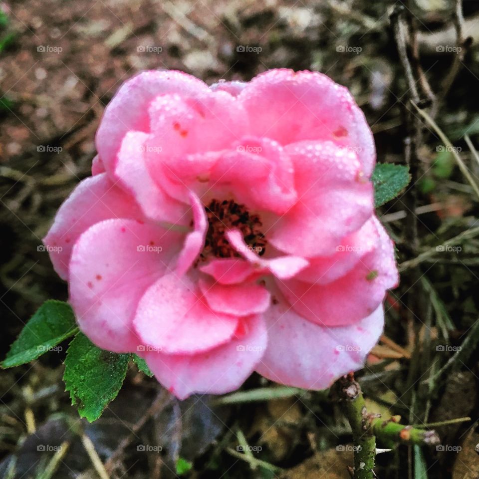 Pós-treino, alongando no #jardim e curtindo a beleza das #flores!
🌷 
#natureza #flowers #pétalas #inspiração #fotografia #mobgraphia 