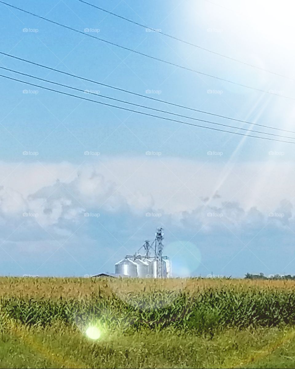 Grain Silo in the middle of a corn feild with a perfect sun flare.