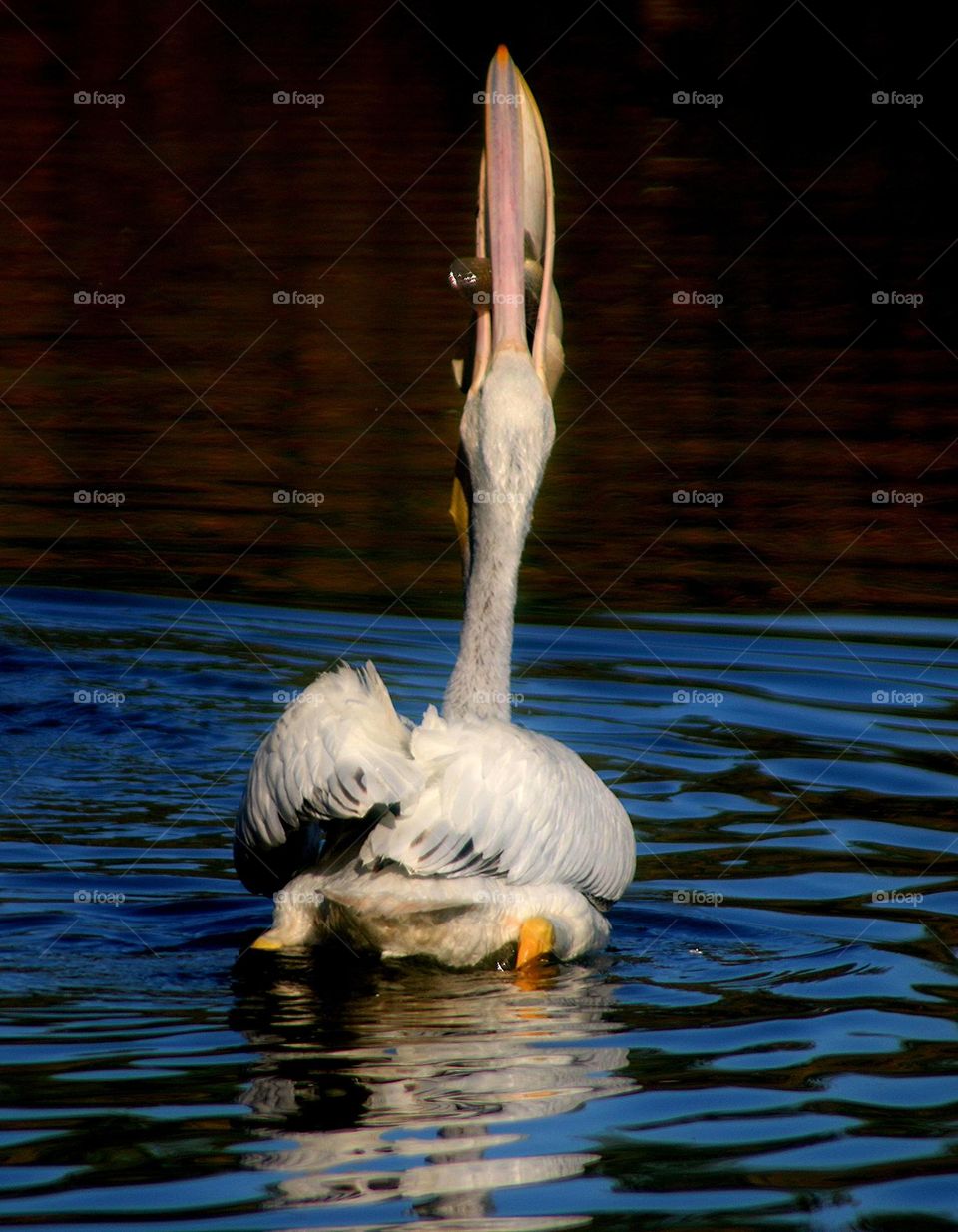 Pelican with Mouth Full of Fish
