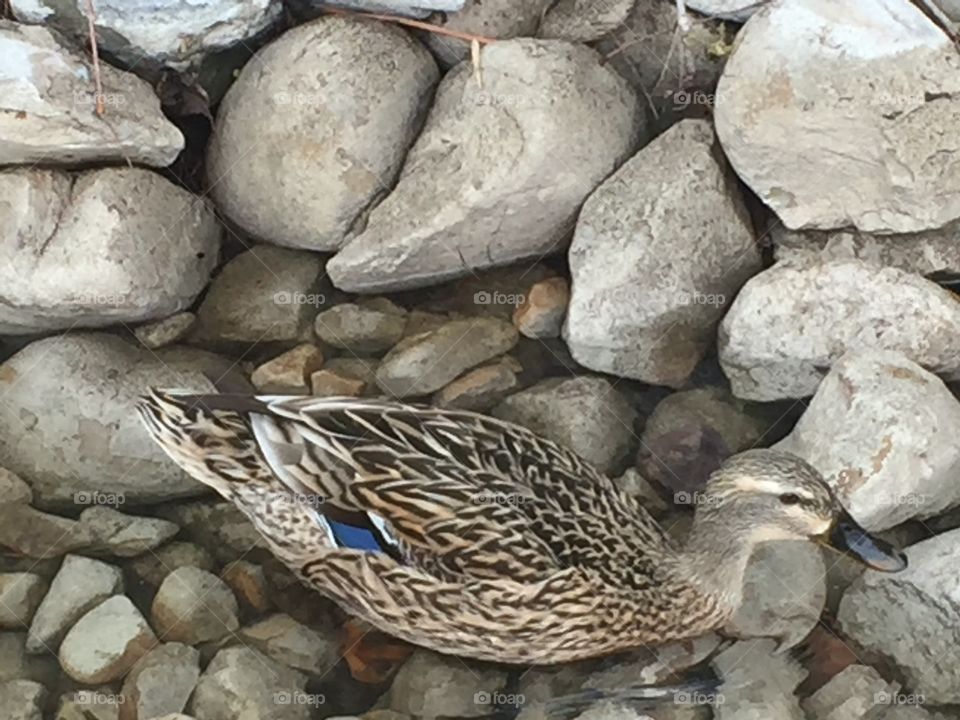 Duck camouflage!!