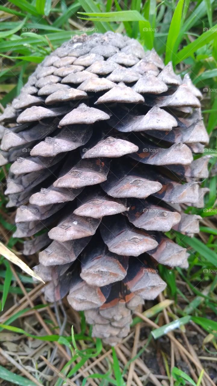 cone