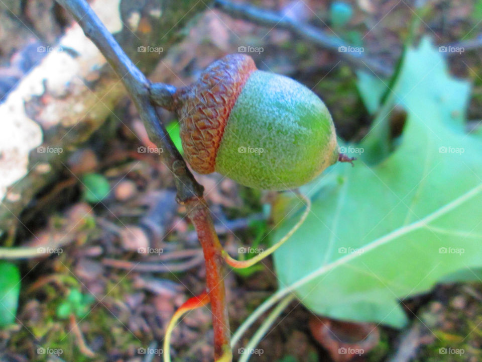 nature leaf acorn random by ashley77