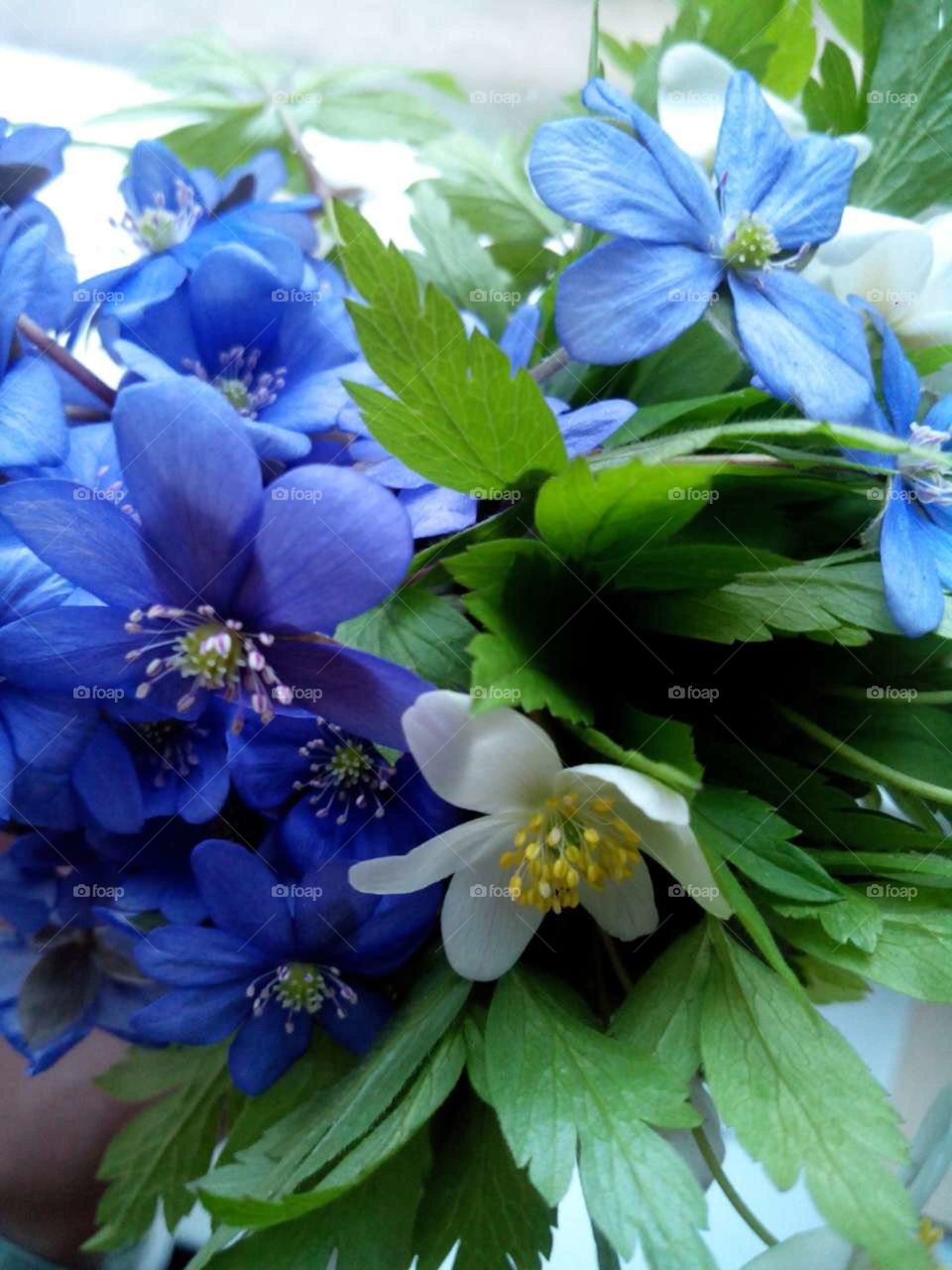 first blue spring flowers snowdrop