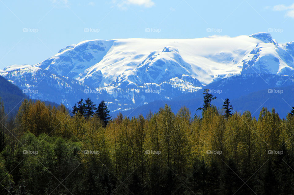 Beautiful sunny Spring afternoon with just a few puffs of cloud in the sky. The majestic blue mountains topped with a glacier were vibrant blue and the awakening green trees in the foreground provided contrast highlighting the mountains.