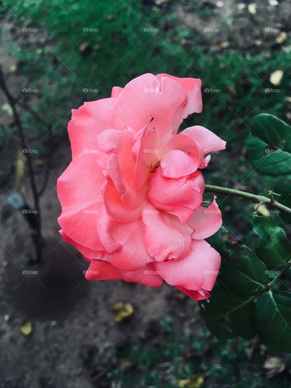 Flores bonitas e perfumadas dando uma embelezado em nosso jardim. A Natureza é perfeita!