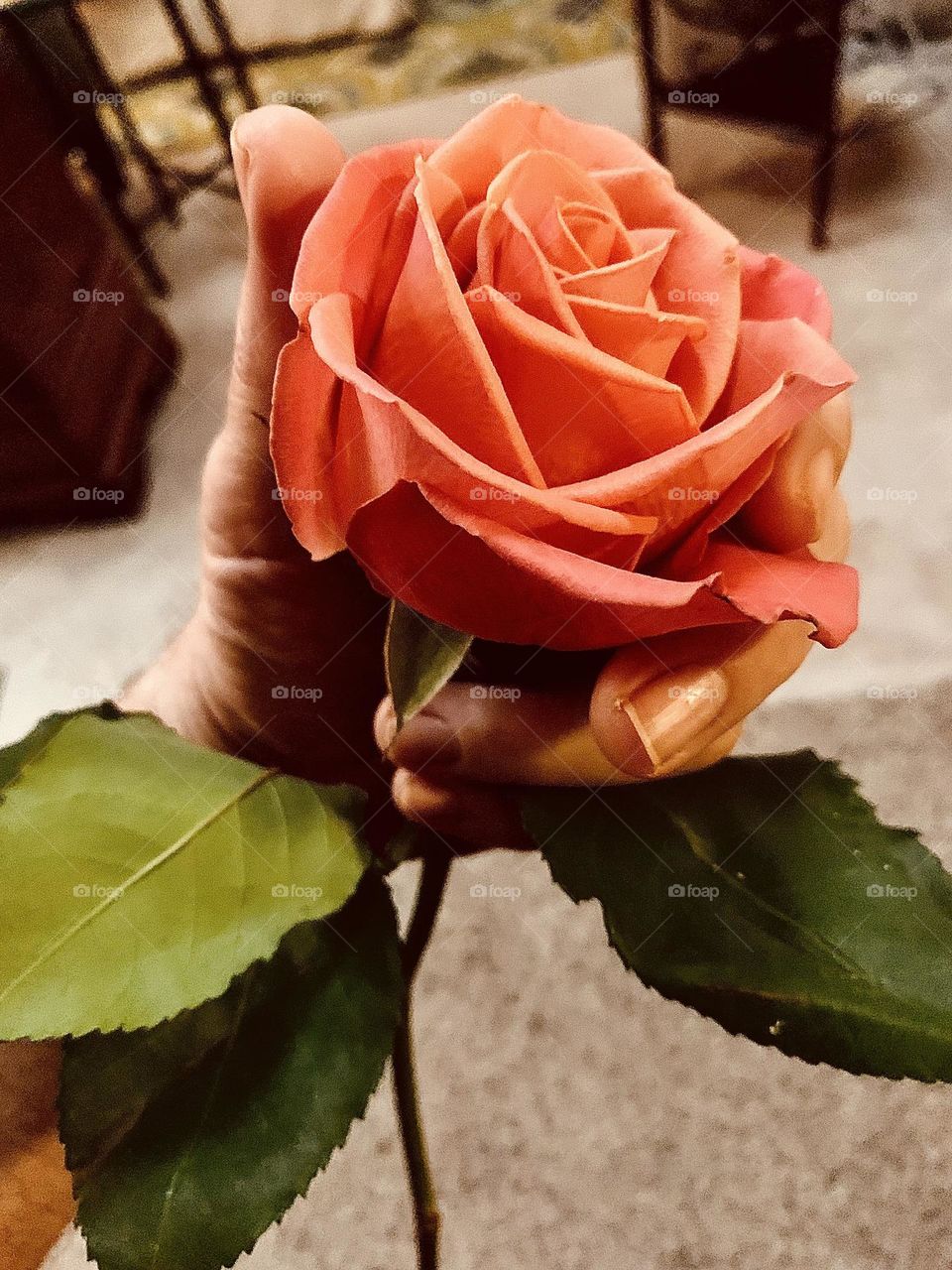 Rose in hand 
