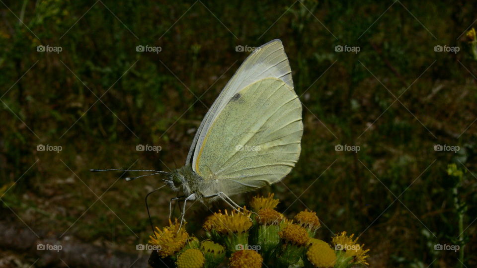 Schmetterling auf einer Blume