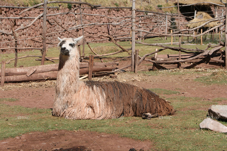 farm peru llama by jpt4u