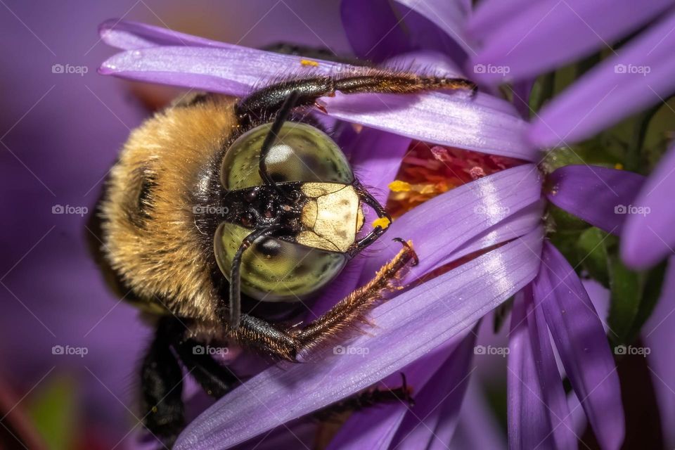 A make Eastern Carpenter Bee (Xylocopa virginica) folds over a couple beautiful bright purple flower petals, appearing to hoard the nectar-rich center of the flower. Raleigh, North Carolina. 