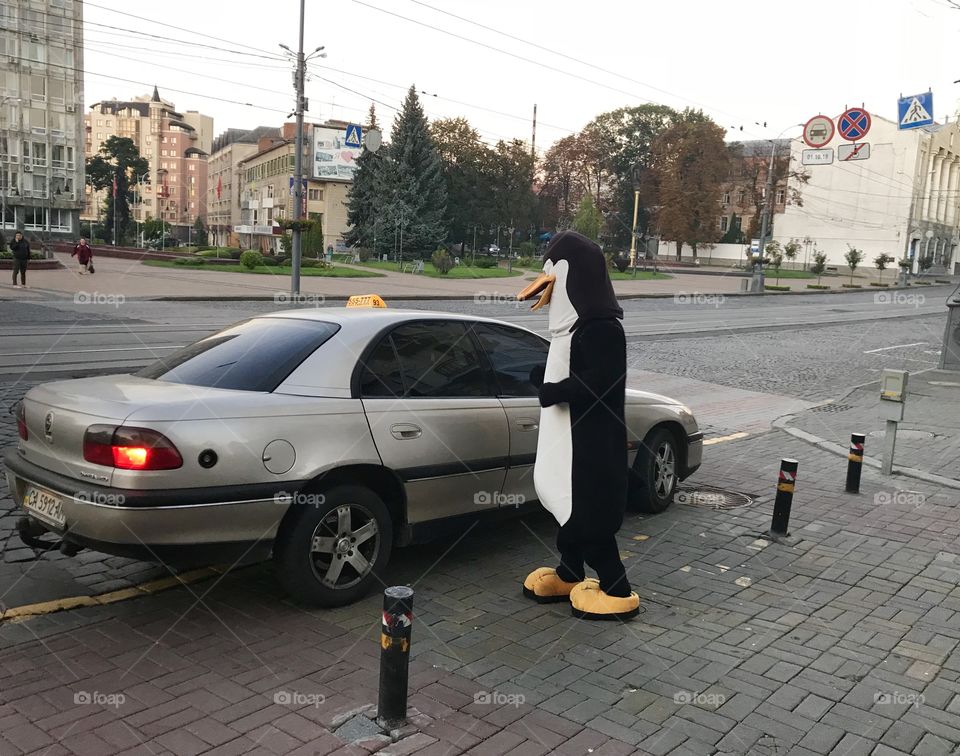 Penguin stopped the taxi 🚕