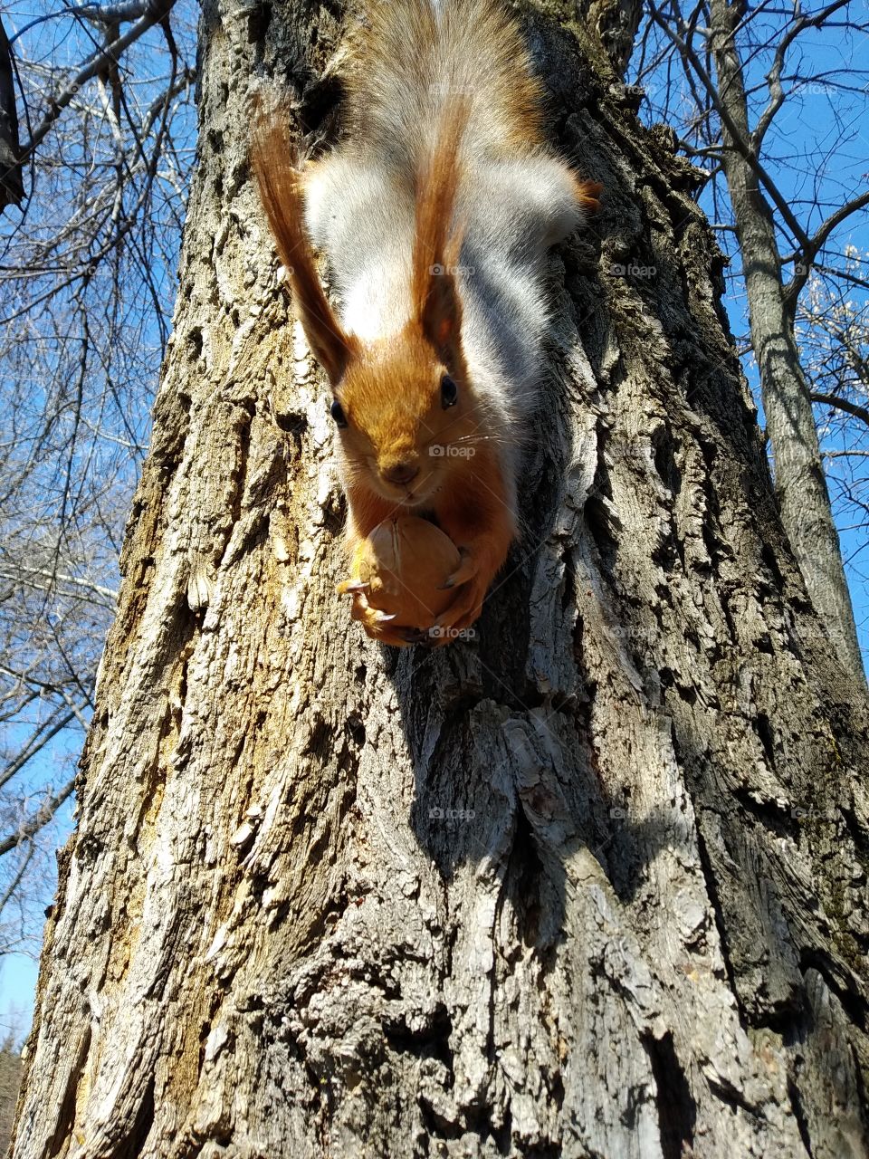 Squirrel