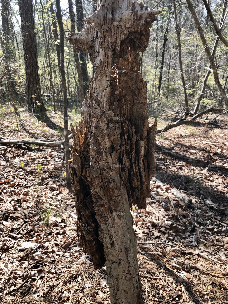 Dead tree waiting to shed middle bark 