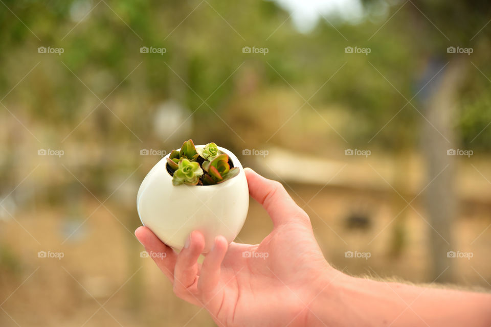 Person holding small cactus plant