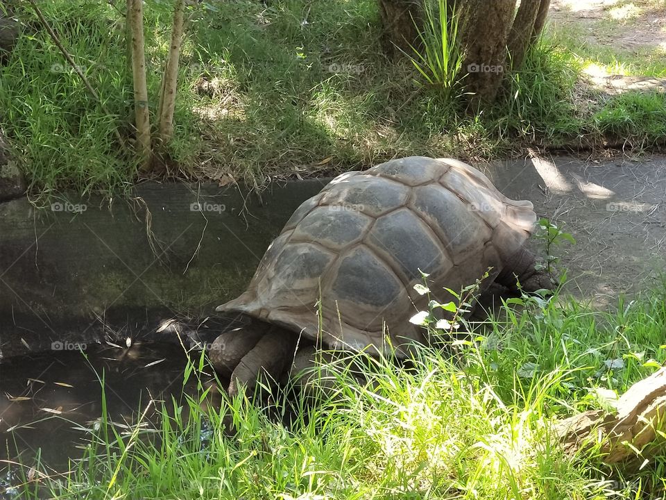 turtle / tortoise