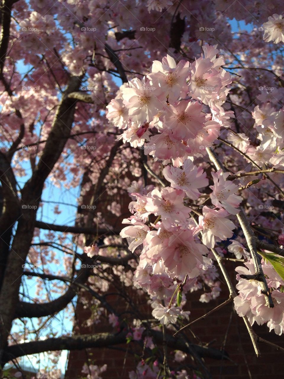 Pink Tree