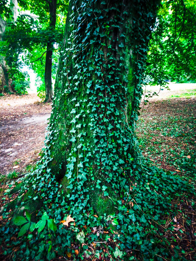 Ivy