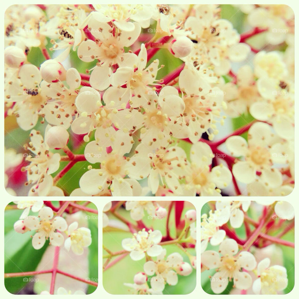 Polyptych ( collage) of flowers