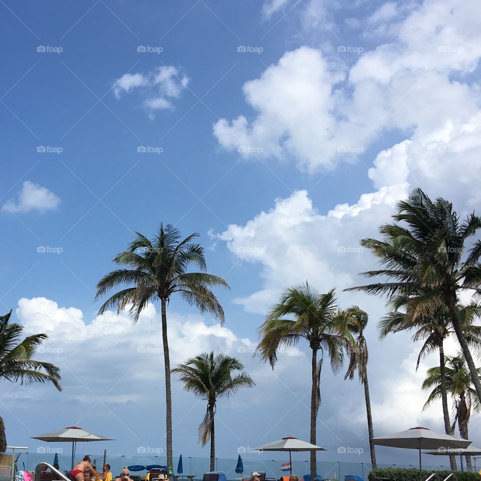 Palm trees🌴Tropical Waters & Sky