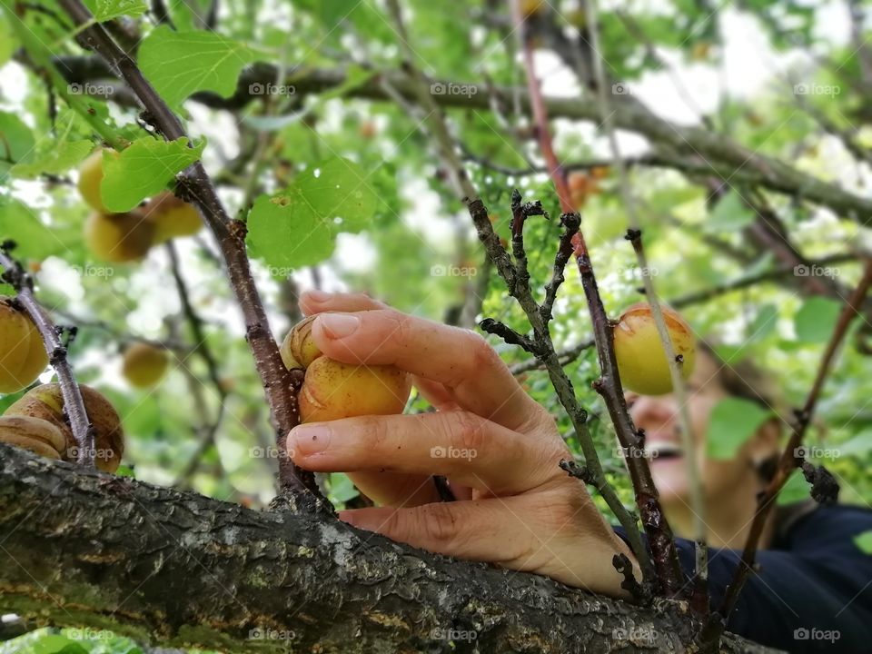 Fruits