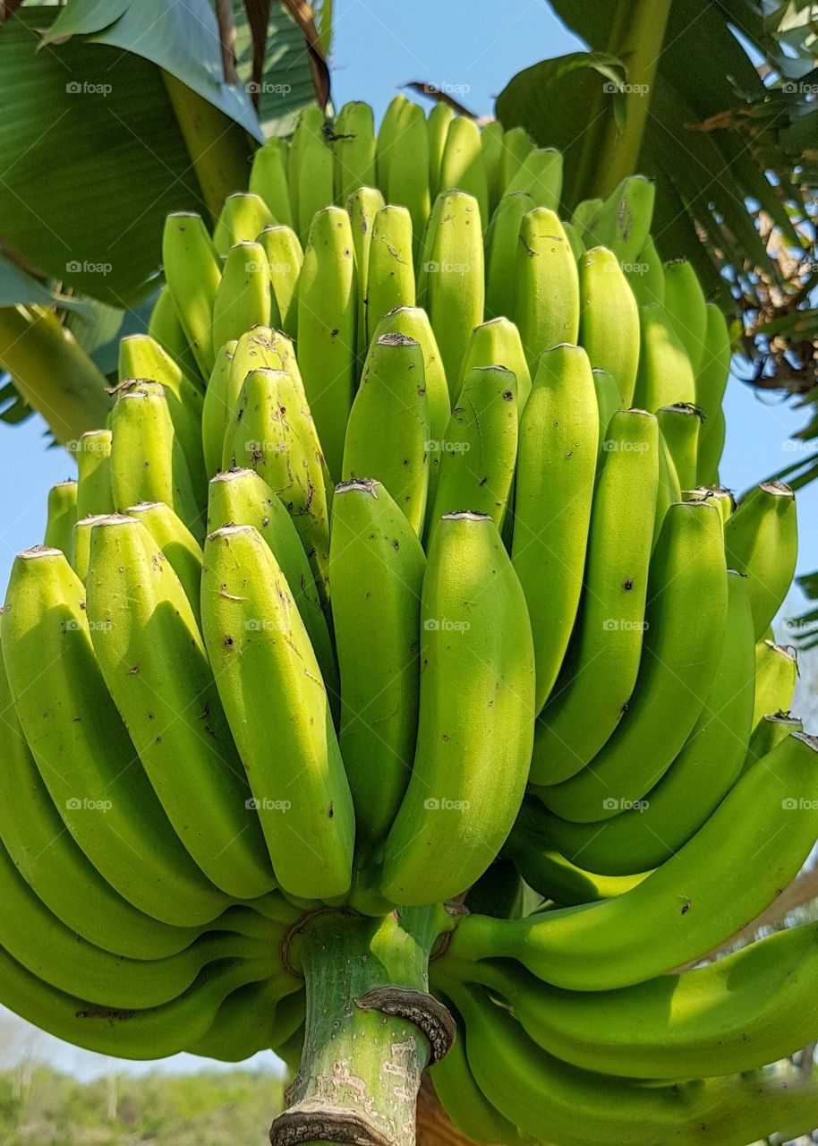 banana