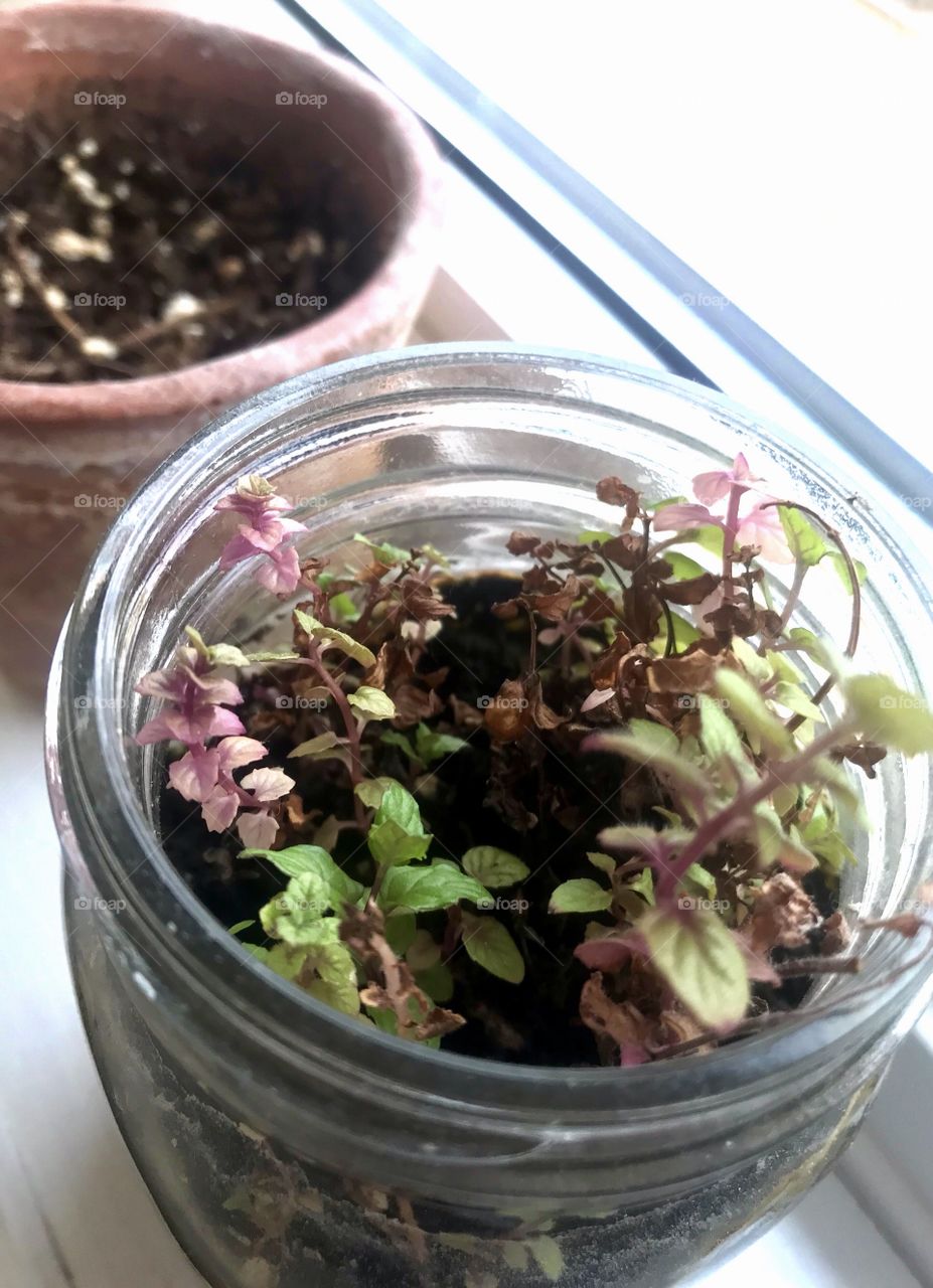 Peppermint plant growing in glass mason jar on windowsill 