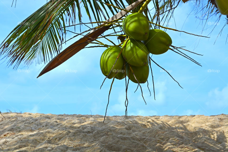 Coconut tree