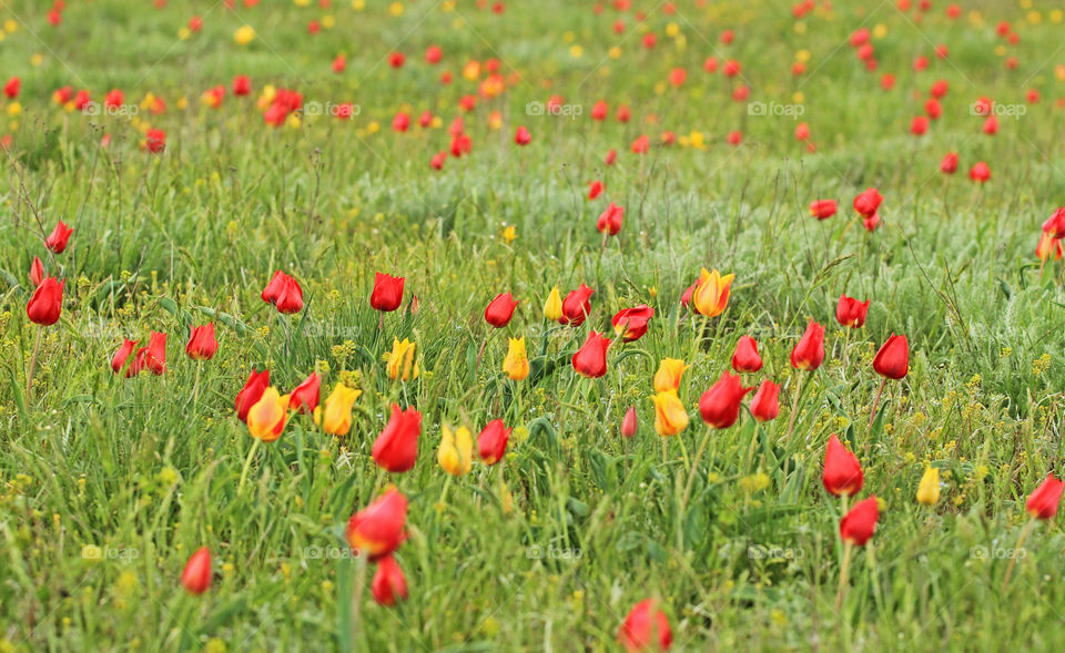 Wild tulips in steppe