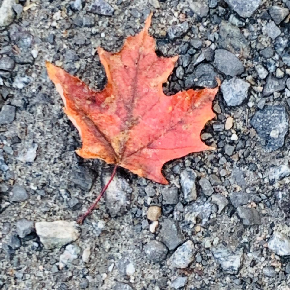 Rainy day on maple leaf 🍁