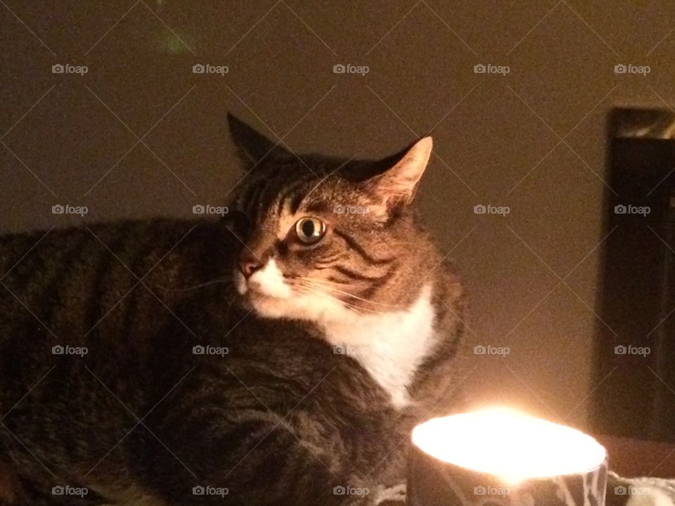 cat in candle light
