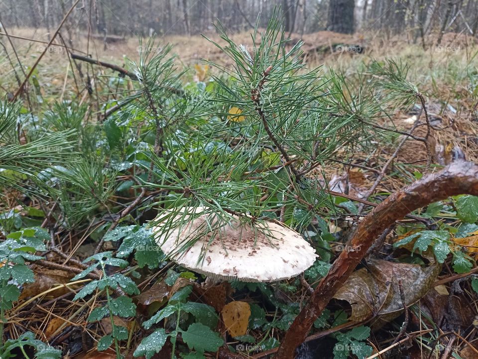 mushroom in forest🌲